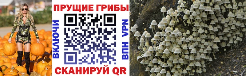 Псилоцибиновые грибы мицелий  Пионерский 